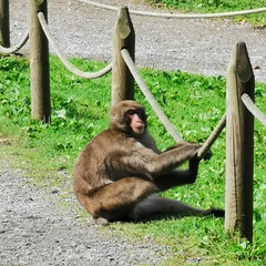 gora opic, affenberg, affenberg landskron, opičja gora avstrija, avstrija opičja gora, izlet avstrija, opice avstrija, opice, potovanja z otrokom, družinski izlet, opičja gora affenberg, landskron avstrija