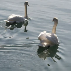 zbiljsko jezero, labodi, labod, otrok, kam z otrokom na izlet, izleti po sloveniji, jezero, zbilje jezero, jezero zbilje, zbilje, trbojsko jezero, trboje, kam na izlet, družinski izlet, izleti v okolici ljubljane, medvode, čolnarna trbolje, parkirišče zbilje, wild west zbilje