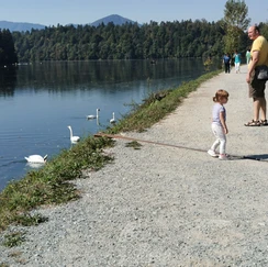 zbiljsko jezero, labodi, labod, otrok, kam z otrokom na izlet, izleti po sloveniji, jezero, zbilje jezero, jezero zbilje, zbilje, trbojsko jezero, trboje, kam na izlet, družinski izlet, izleti v okolici ljubljane, medvode, čolnarna trbolje, parkirišče zbilje, wild west zbilje