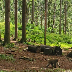 Opičja gora v Avstriji, Affenber Landskron, potovanje v avstrijo, izlet v avstrijo, kranjska gora, trideseta, mami blogerke, Affenberg opičja gora Avstrija, Landskron, opice v Avstriji, potovanje v avstrijo, izlet v avstrijo, kam za prvi maj, prvi maj 2023, prvomajske počitnice, počitnice, šolske počitnice, enodnevni izlet, ideje za izlet, družinski izleti, izleti za en dan, izlet v avstrijo, avstrija opice, opičja gora, affenberg opičja gora, affenberg, landskron avstrija, kje je opičja gora, affenberg vstopnina, kam za 1 maj, kam za prvi maj 2023, prvomajske počitnice 2023, šolske počitnice 2023, družinski izlet, zoo avstrija, živalski vrt avstrija