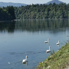 zbiljsko jezero, labodi, labod, otrok, kam z otrokom na izlet, izleti po sloveniji, jezero, zbilje jezero, jezero zbilje, zbilje, trbojsko jezero, trboje, kam na izlet, družinski izlet, izleti v okolici ljubljane, medvode, čolnarna trbolje, parkirišče zbilje, wild west zbilje