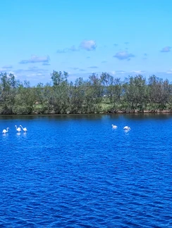 Prazniki Italija 2023, Flamingi v naravi, Italija, prazniki Italija 2022, prazniki v Italiji 2022, prazniki italija, italija, flamingi, flamingos, plamenci, plamenec, flamingo, flamingi v italiji, benetke, venice, potovanje z otrokom, narava, jezero, nature, naravni park, park italija, garadaland, trideseta, sanja, mami blogerke, plamenec, flamingo, opazovanje ptičev, bird watching, opazovanje flamingov, flamingos in nature, flamingi v italiji