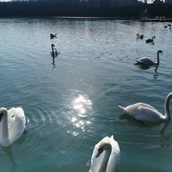 zbiljsko jezero, labodi, labod, otrok, kam z otrokom na izlet, izleti po sloveniji, jezero, zbilje jezero, jezero zbilje, zbilje, trbojsko jezero, trboje, kam na izlet, družinski izlet, izleti v okolici ljubljane, medvode, čolnarna trbolje, parkirišče zbilje, wild west zbilje