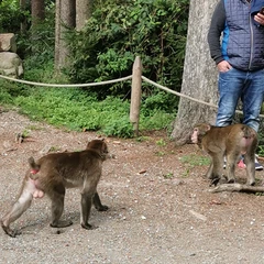 Affenberg opičja gora Avstrija, Landskron, opice v Avstriji, potovanje v avstrijo, izlet v avstrijo, kam za prvi maj, prvi maj 2023, prvomajske počitnice, počitnice, šolske počitnice, enodnevni izlet, ideje za izlet, družinski izleti, izleti za en dan, izlet v avstrijo, avstrija opice, opičja gora, affenberg opičja gora, affenberg, landskron avstrija, kje je opičja gora, affenberg vstopnina, kam za 1 maj, kam za prvi maj 2023, prvomajske počitnice 2023, šolske počitnice 2023, družinski izlet, zoo avstrija, živalski vrt avstrija