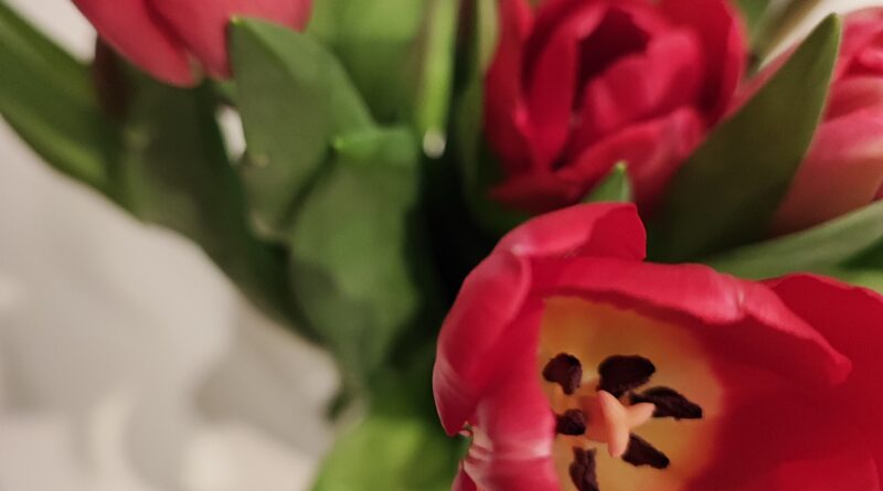 dan žena, čestitke za dan žena, dan žena voščilo, voščilo za dan žena, materinski dan, tulipani, rdeči tulipani, šopek rož, žena, ženska, mama, 8. marec, 8. marec dan žena, materinski dan