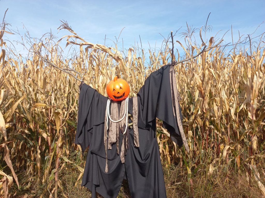 noč čarovnic za otroke, aktivnosti za otroke, noč čarovnic za otroke, halloween za otroke, noč čarovnic, halloween, buče za noč čarovnic, okraševanje buč, hokaido buče, čarovnice, kostumi za noč čarovnic, čarovnice, netopirji, strah, dogodki za noč čarovnic, dogodki za halloween, noč čarovnic za odrasle, aktivnosti za noč čarovnic, noč čarovnic kranj, zoo noč čarovnic, živalski vrt ljubljana