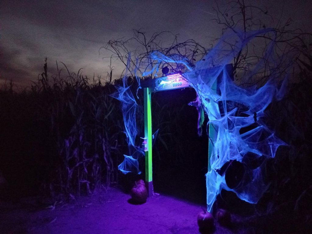 noč čarovnic za otroke, aktivnosti za otroke, noč čarovnic za otroke, halloween za otroke, noč čarovnic, halloween, buče za noč čarovnic, okraševanje buč, hokaido buče, čarovnice, kostumi za noč čarovnic, čarovnice, netopirji, strah, dogodki za noč čarovnic, dogodki za halloween, noč čarovnic za odrasle, aktivnosti za noč čarovnic, noč čarovnic kranj, zoo noč čarovnic, živalski vrt ljubljana