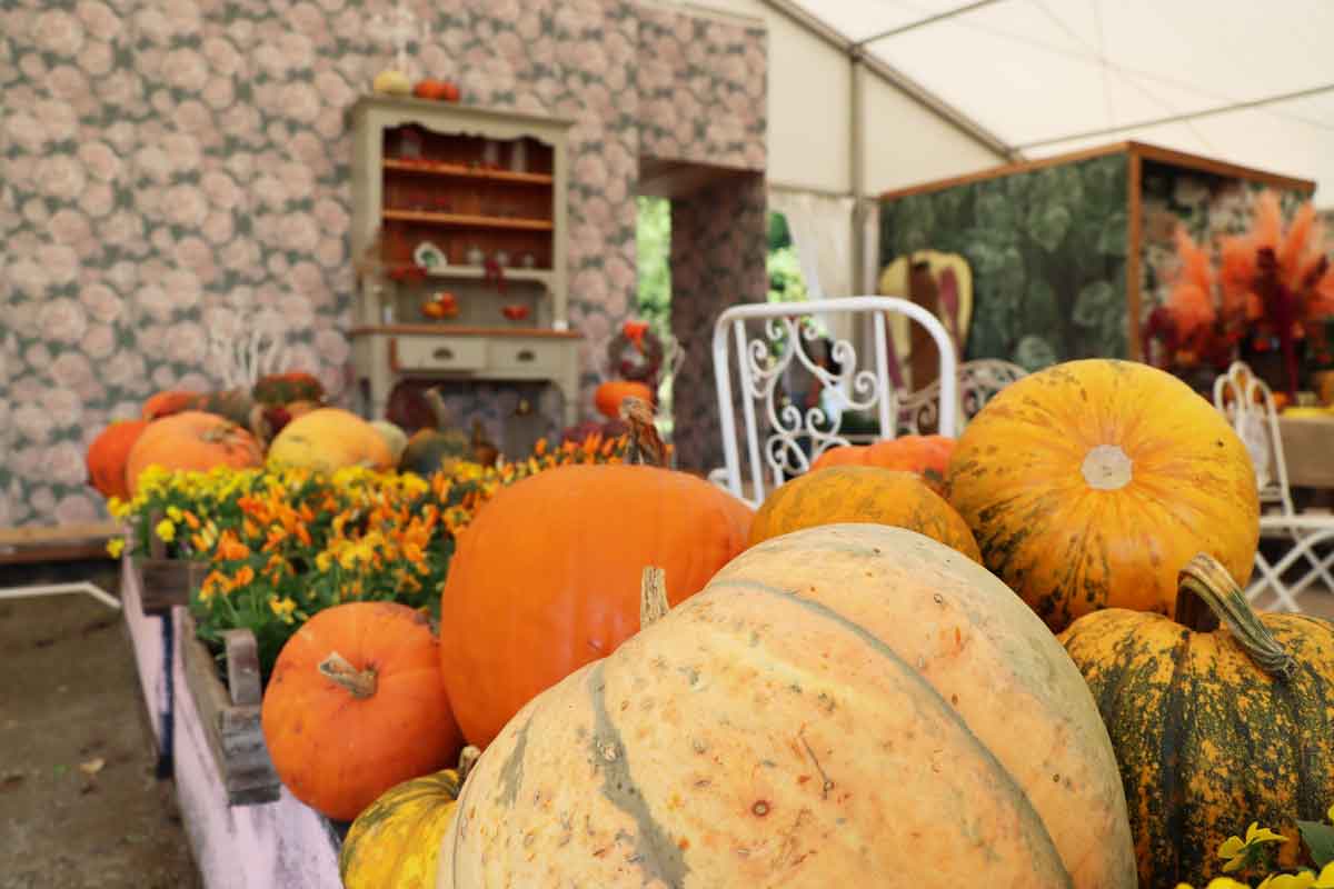 noč čarovnic za otroke, aktivnosti za otroke, noč čarovnic za otroke, halloween za otroke, noč čarovnic, halloween, buče za noč čarovnic, okraševanje buč, hokaido buče, čarovnice, kostumi za noč čarovnic, čarovnice, netopirji, strah, dogodki za noč čarovnic, dogodki za halloween, noč čarovnic za odrasle, aktivnosti za noč čarovnic, noč čarovnic kranj, zoo noč čarovnic, živalski vrt ljubljana, jesenske aktivnosti, jesenske aktivnosti za otroke