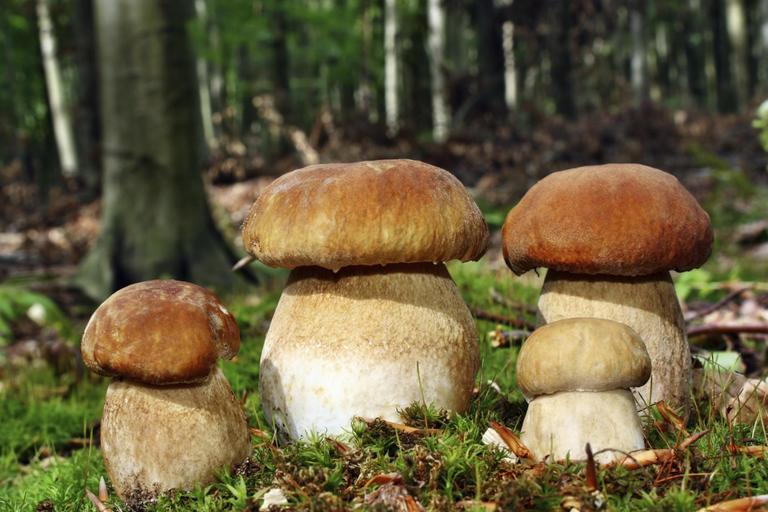 verzi o jeseni, verzi, najlepši verzi, citati o jeseni, misli o jeseni, jesen, jesensko, jež, gozd, gozdne živali, narava, misli o naravi, pregovori o jeseni