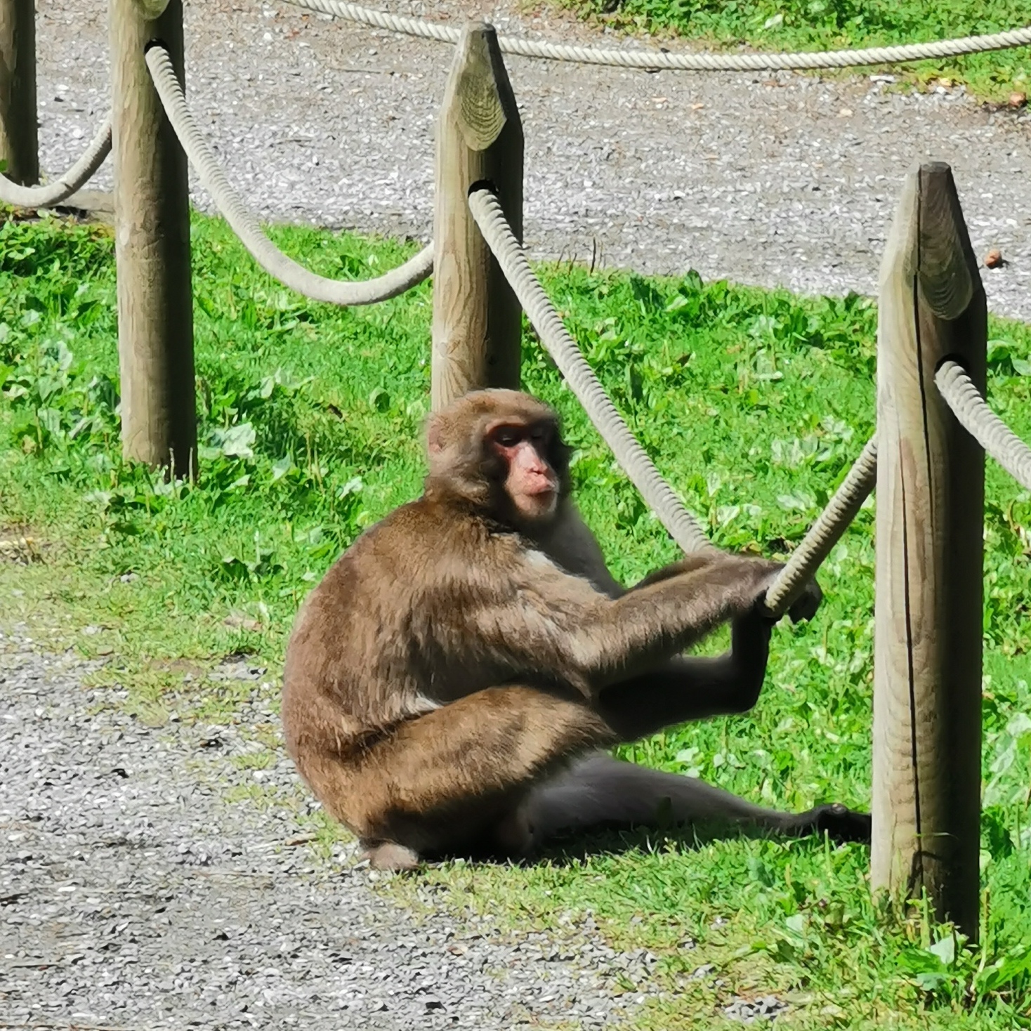Opičja gora Affenberg Landskron v Avstriji